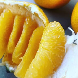 はっさく販売開始致しましたー✨...