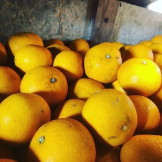 柑橘ちょっとだけシリーズ🍊...