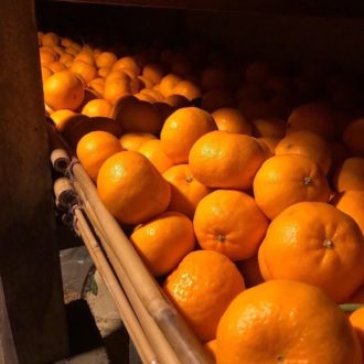ぽんかんの販売開始しましたー🍊...