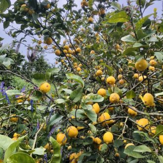 レモンも黄色く色付きました🍋...