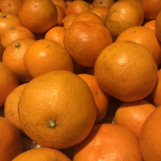 柑橘ちょっとだけシリーズ🍊...