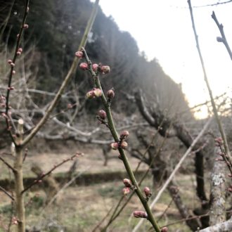梅の芽が出始めました🌸...