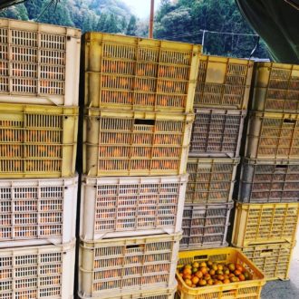 はるみちゃんの出荷🍊...