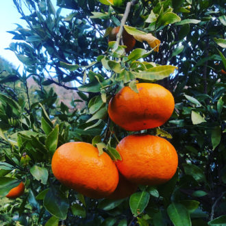 年明けの柑橘たち🍊♪...