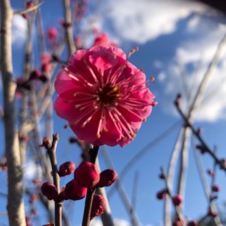 梅の花咲き始めました🌸...