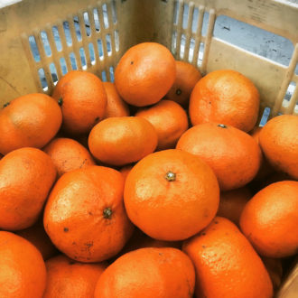 残り僅かとなってきました🍊...