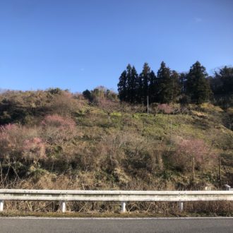 綺麗に咲いてきましたー🌸...