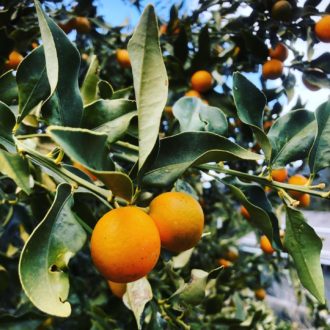 あれっ❗️みかんがまだ残ってた⁉️...