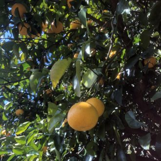 はっさく収穫完了...