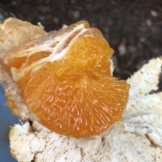 甘平ちゃんも販売開始致しました♪...