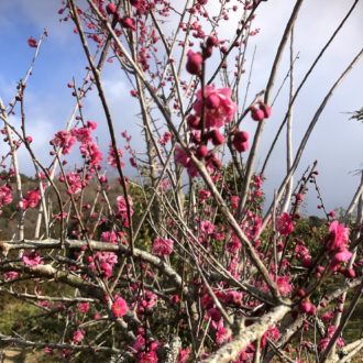 春はすぐそこまで🌸...