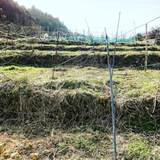 キウイ畑から果樹畑へ🥝🍊✨...