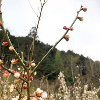 七折梅まつり明日までですー🌸✨...