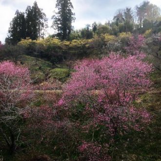 七折梅まつり終了しましたー🌸✨...