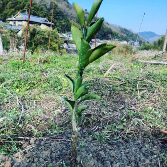 苗木が届きはじめましたー🍊✨...