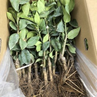 中生みかん🍊✨...