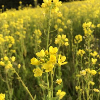 菜の花畑🌼✨...