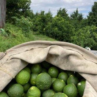 摘果作業&収穫👩‍🌾...