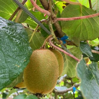 もう収穫時くらいの大きさに🥝...