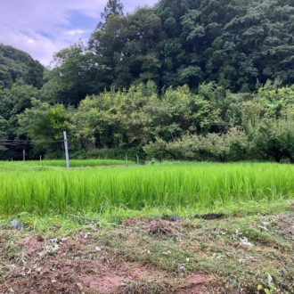 連日の草刈りday👩‍🌾...
