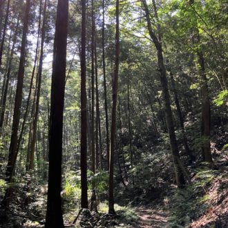 木漏れ日の中は気持ちが良い👩‍🌾✨...