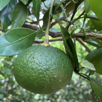 みんな大好き甘平ちゃん🍊...