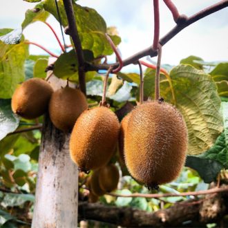 有機のキウイフルーツ🥝...