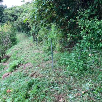 新たな戦いが始まる🐗🍊...