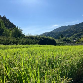 あともう少し🌾...
