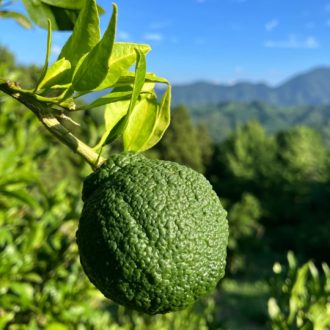 もうデコポン🍊...