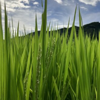 稲穂が顔を出してきました🌾...