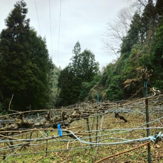 キウイの剪定終わりましたー👩🌾🥝...