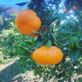 甘平ちゃん販売開始🍊♪...