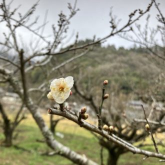 第一発見者🌸...