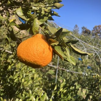 急いで収穫しないと‼️🍊...