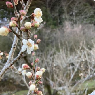 寒い中でも春に近づいています🌸...