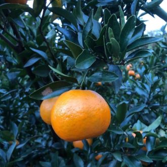 ぽんかん間も無く販売開始🍊...