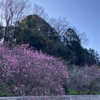 車が多いと思ったら🌸...