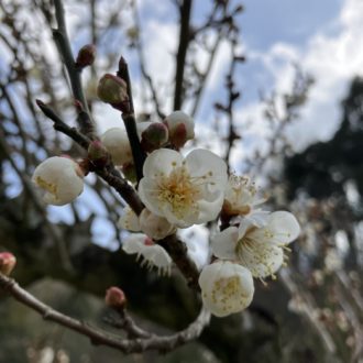白と赤どちらがお好き??🌸...