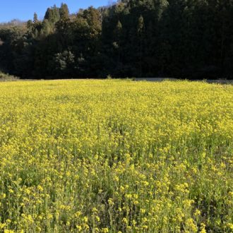一面に広がる菜の花畑✨...