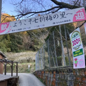 七折梅まつり開催中🌸...