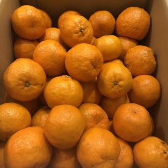 ぽんかんの販売終了致しました🍊...