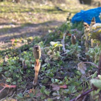 土筆も春を待っていました✨...