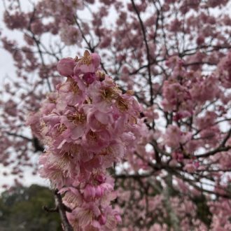 ひと足お先に🌸✨...