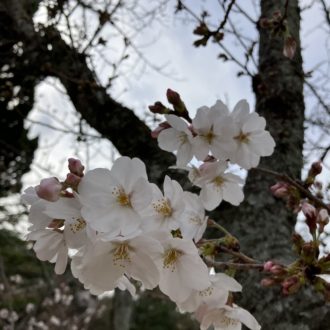 松山にも春がやってきた🌸✨...