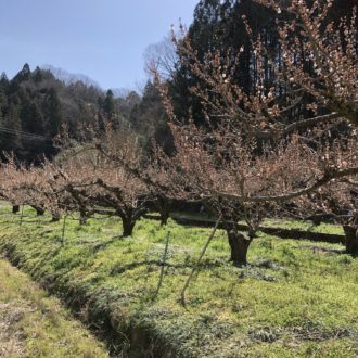 今年はたくさん実をつけてねー✨...