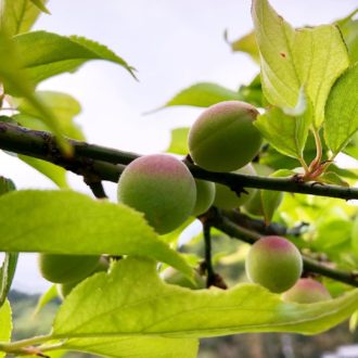 収穫まであと1ヶ月ほど✌️...