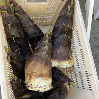 貴重なたけのこ🎍...