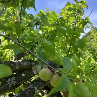 農薬不使用の梅♪...