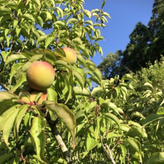 たくさんのお問い合わせありがとうございます👩🌾♪...
